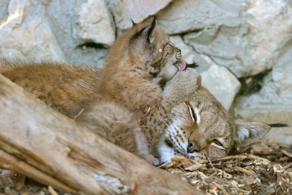 FOTO: Rīgas Zoo lūšu pārim ģimenes pieaugums