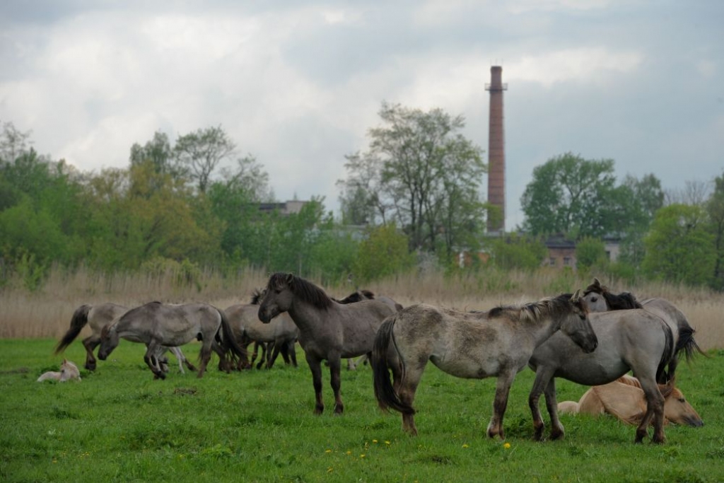Reta savvaļas zirgu suga - gandrīz pilsētas centrā