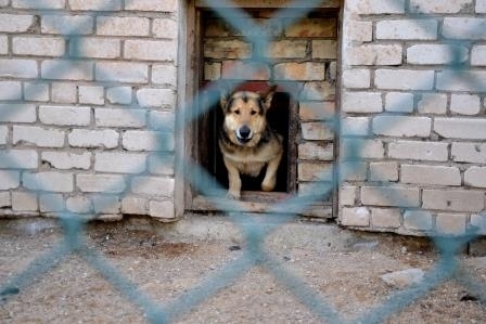 Līdz maija beigām balsosim par dzīvnieku mājas "Astes un Ūsas" projektu! 