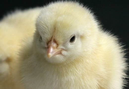 Nopērk cāļus, un trešā daļa nobeidzas