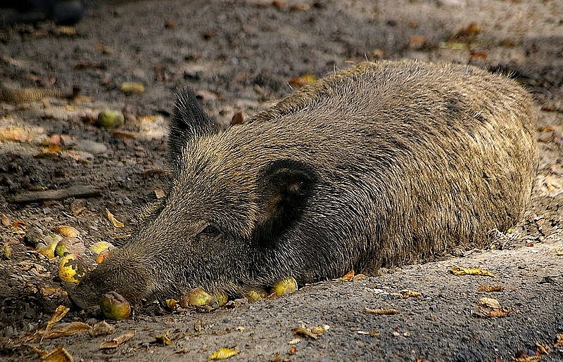 Karantīnas teritorijā aicina ievērot ieteikumus