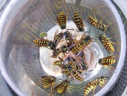 Dzēliens izraisa smagu alerģisku reakciju 