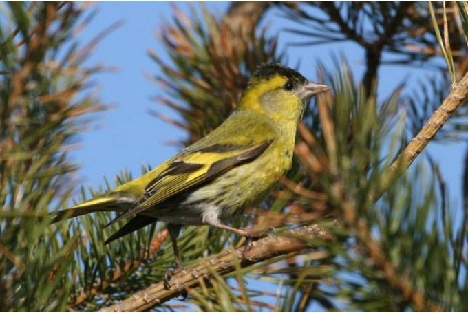 Nedēļas nogalē - Eiropas putnu vērošanas dienas