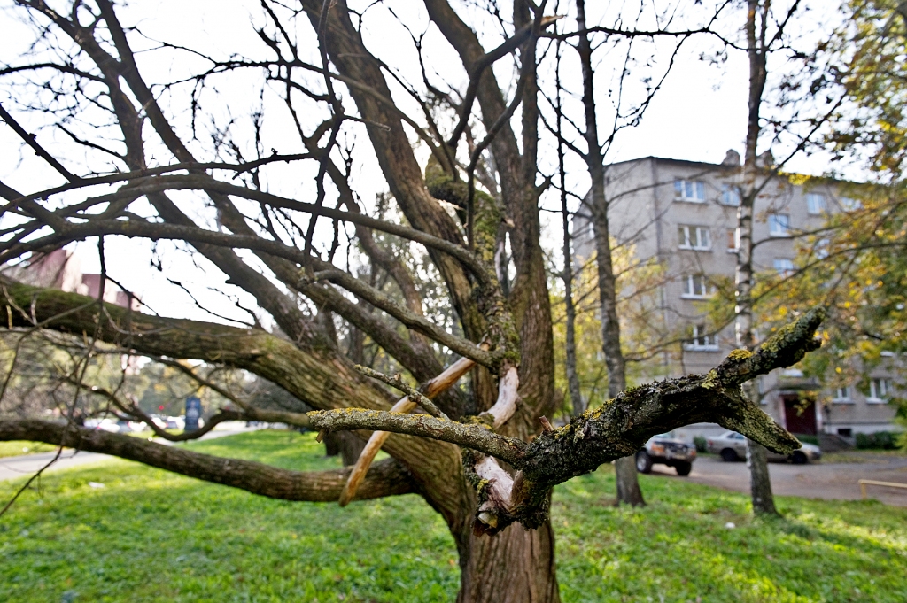 Cirvja ēna apdraud kokus pilsētās