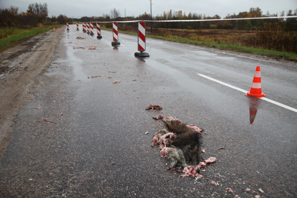 Noņem analīzes notriektajām meža cūkām