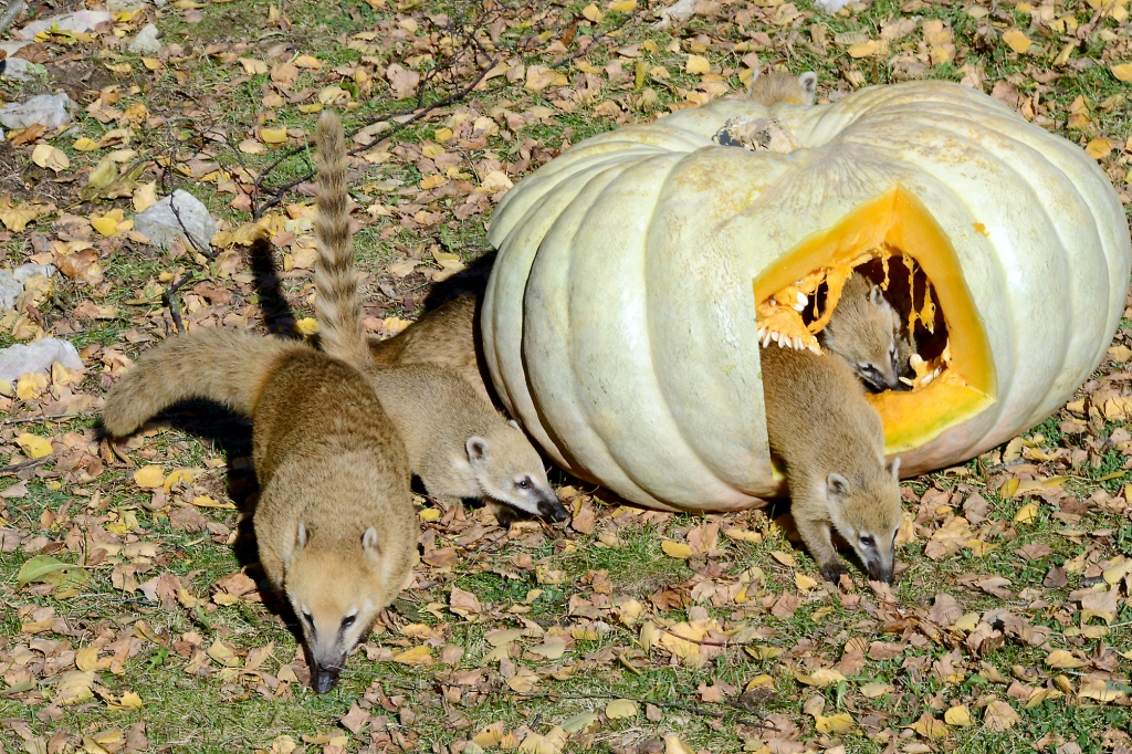 Degunlācīši - kustīgie, ziņkārīgie nerātneļi