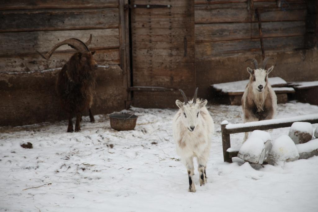 Kāds būs 2015.gads?
