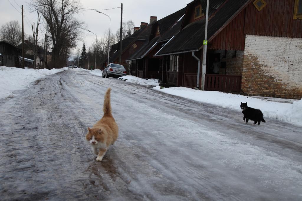 Viestura ielu tomēr nokaisa