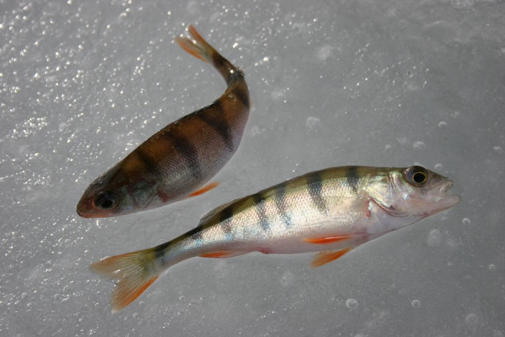 Asaru garums –  19 centimetri