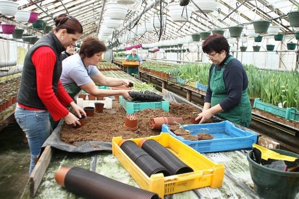 Dārzniecībā gatavojas pavasarim – stāda gurķus un audzē puķes