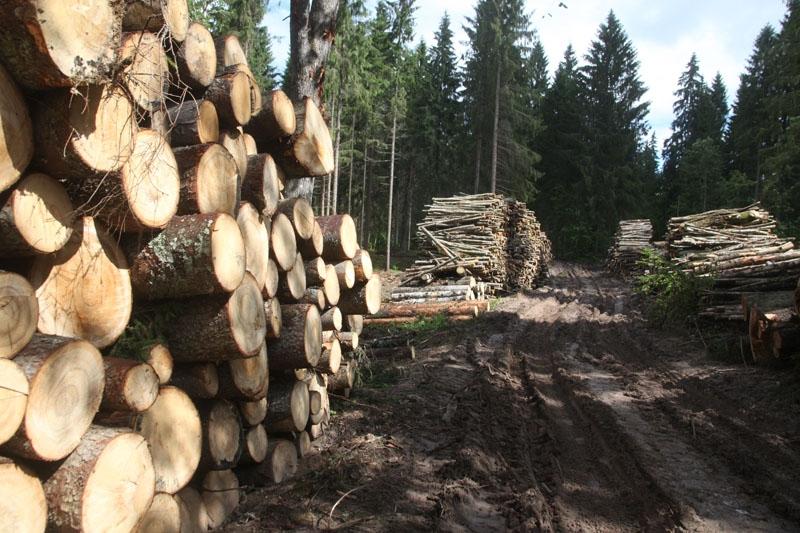 Izmeklē malkas zādzību