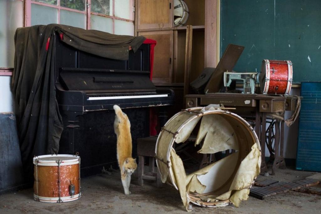 Kaķu apsēsta sala Japānā - fotogrāfijās