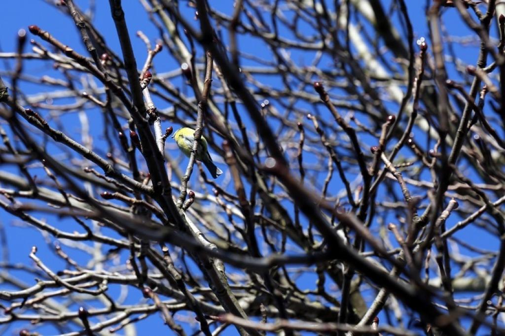 Pārspēts 8.marta siltuma rekords; Kolkā +14