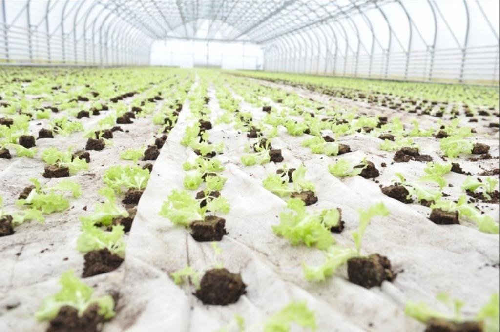 Salātu kari Latvijā: Importa lētās kravas Latvijas salātus pārvērš biomasā