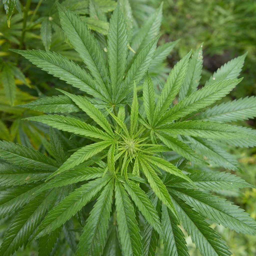 Zālītes dekriminalizācijas iecerei Saeimā maz izredžu