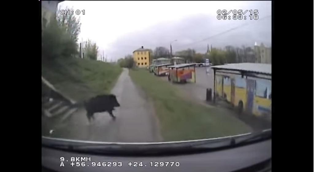 Rīgas mežacūkas iegūst starptautisku atpazīstamību