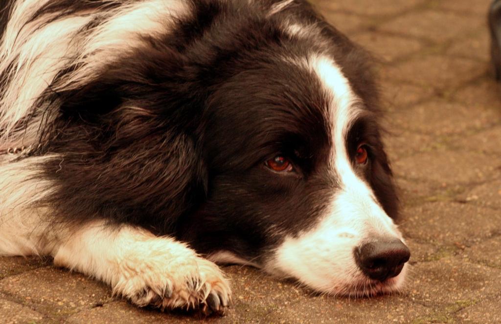 Veterinārārsti brīdina par ļoti bīstamas suņu slimības uzliesmojumu