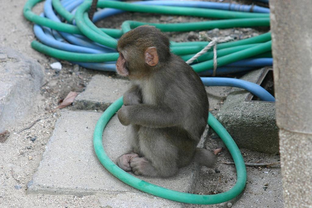 Japānas zoodārzs atvainojas, ka nosaucis pērtiķēnu par Šarloti
