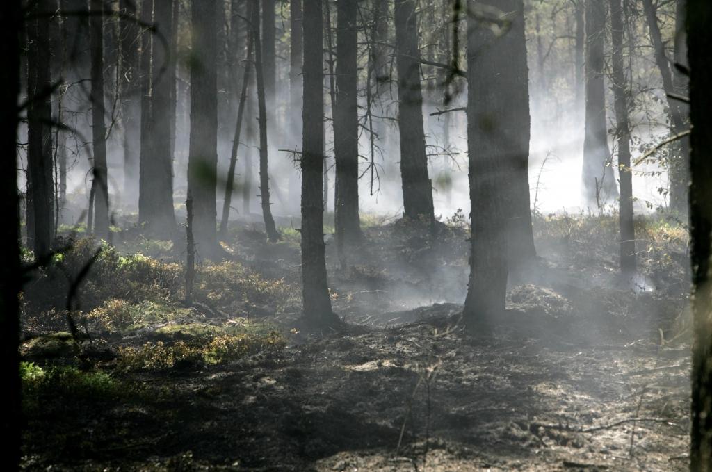 Nedēļas nogalē Latvijā dzēsti astoņi meža ugunsgrēki