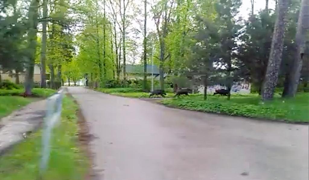 Mežacūkas no Rīgas varētu atbaidīt ar tīģeru vai vilku mēsliem