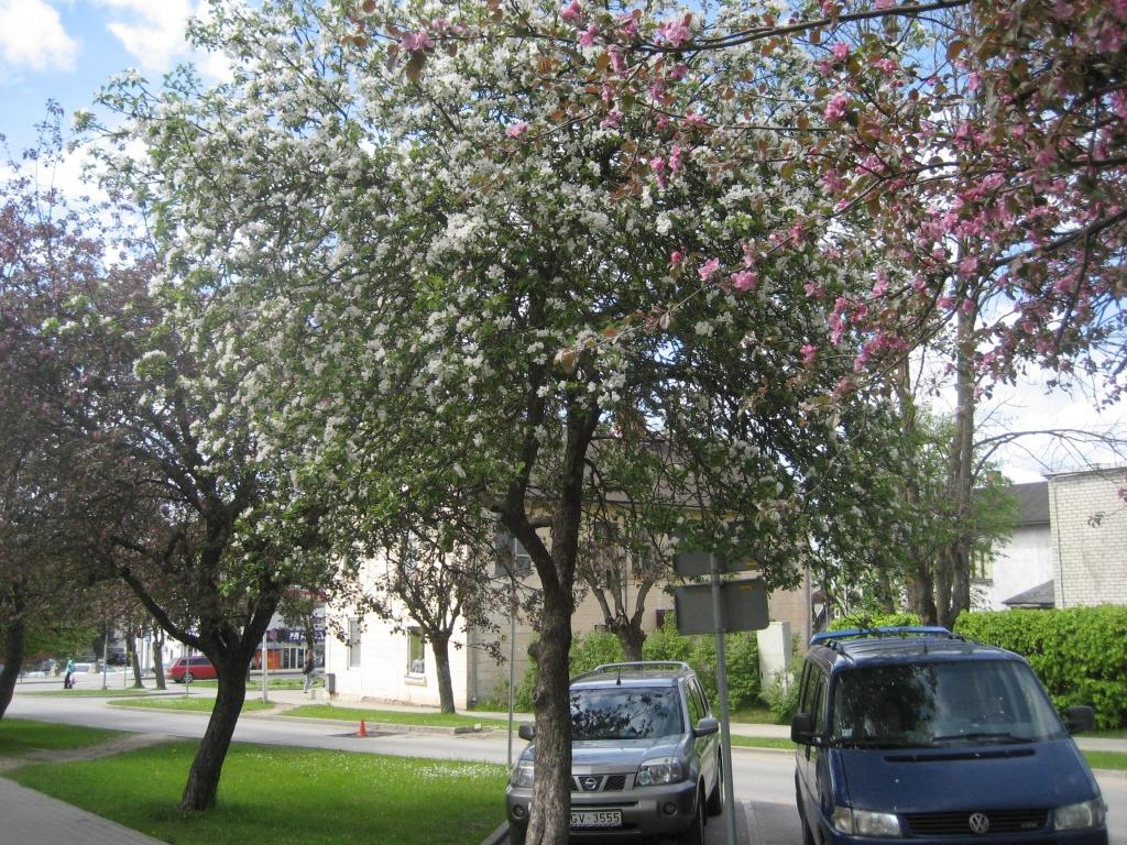 Ābeles zied  sarkanbaltsarkani