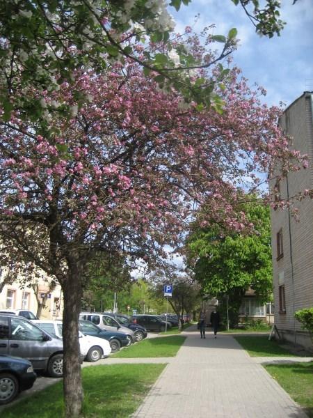 Ābeles zied sarkanbaltsarkani