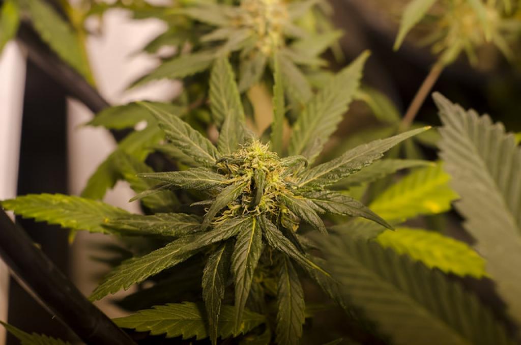 Iniciatīva par marihuānas dekriminalizāciju iesniegta Saeimā