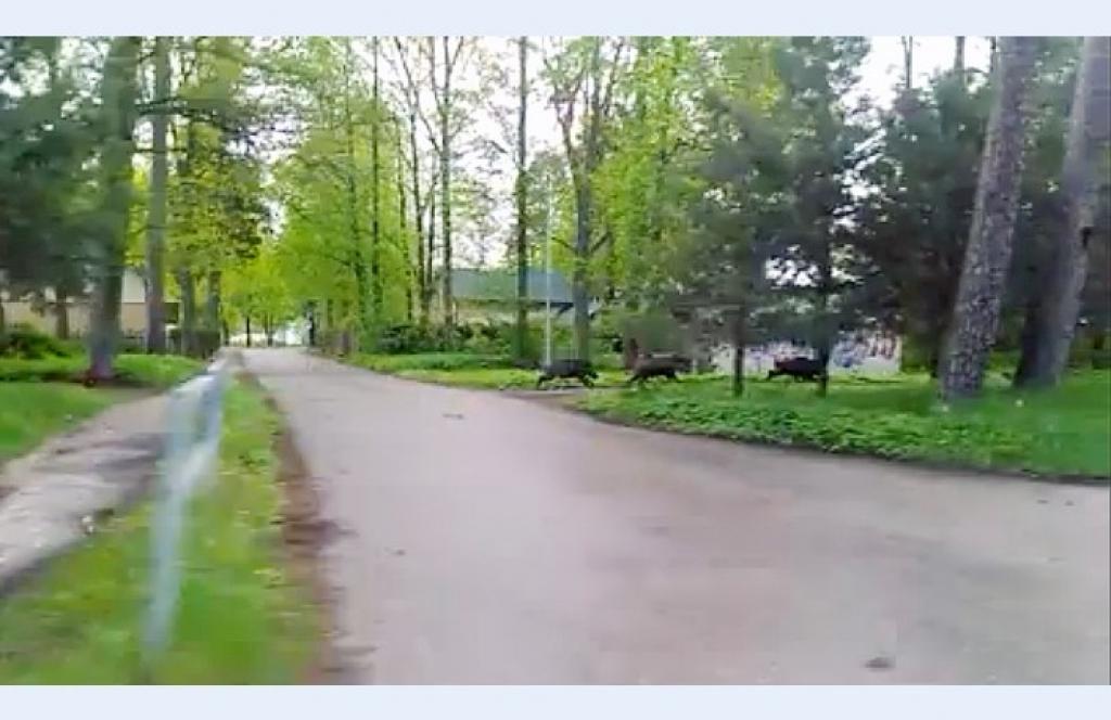 Kamēr domnieki spriež par rīcību, pa Rīgas ielām turpina skraidīt mežacūkas