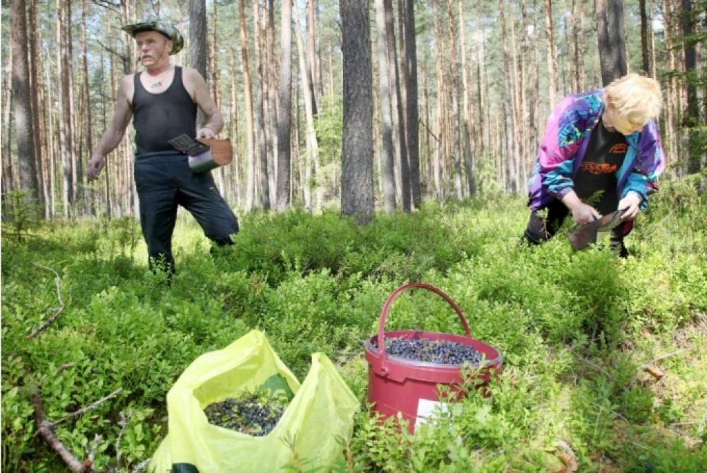 Nopelna 66 eiro dienā