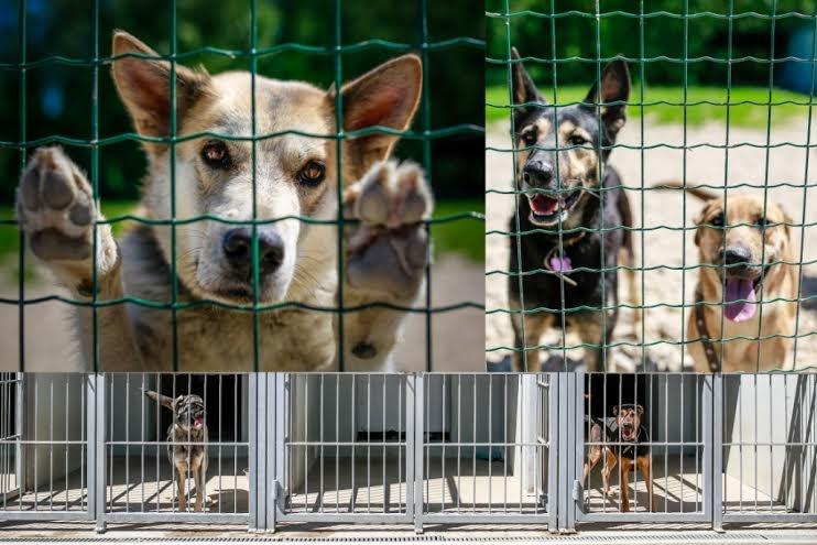 Labdarības fotoizstādes „8 virs 8” atklāšanā būs iespēja iegūt sertifikātu patversmes suņu vešanai pastaigās