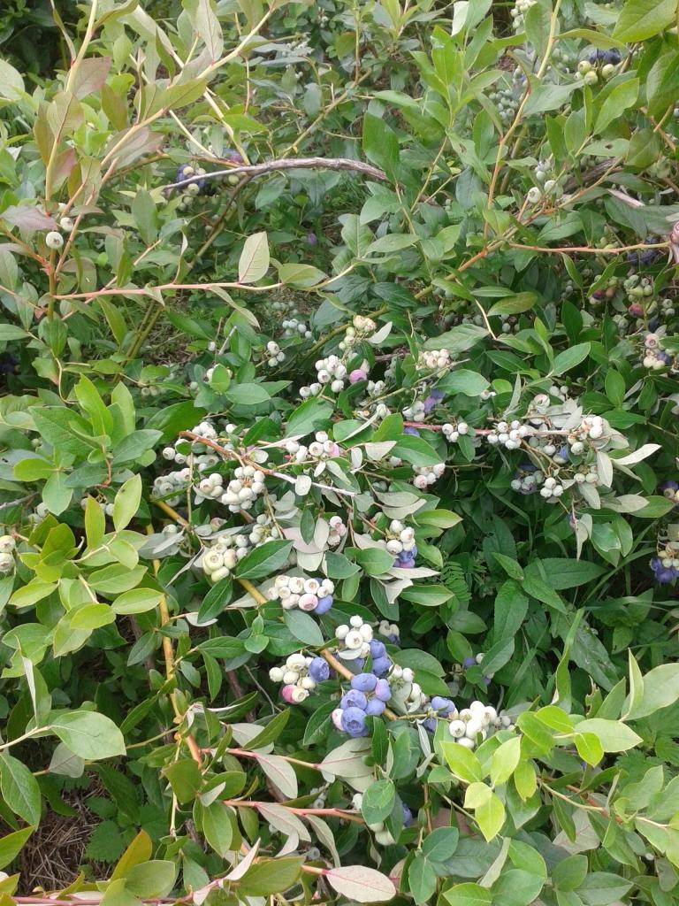 FOTO: kā aug mellenes, kas pēc tam «brauc» uz Elvi