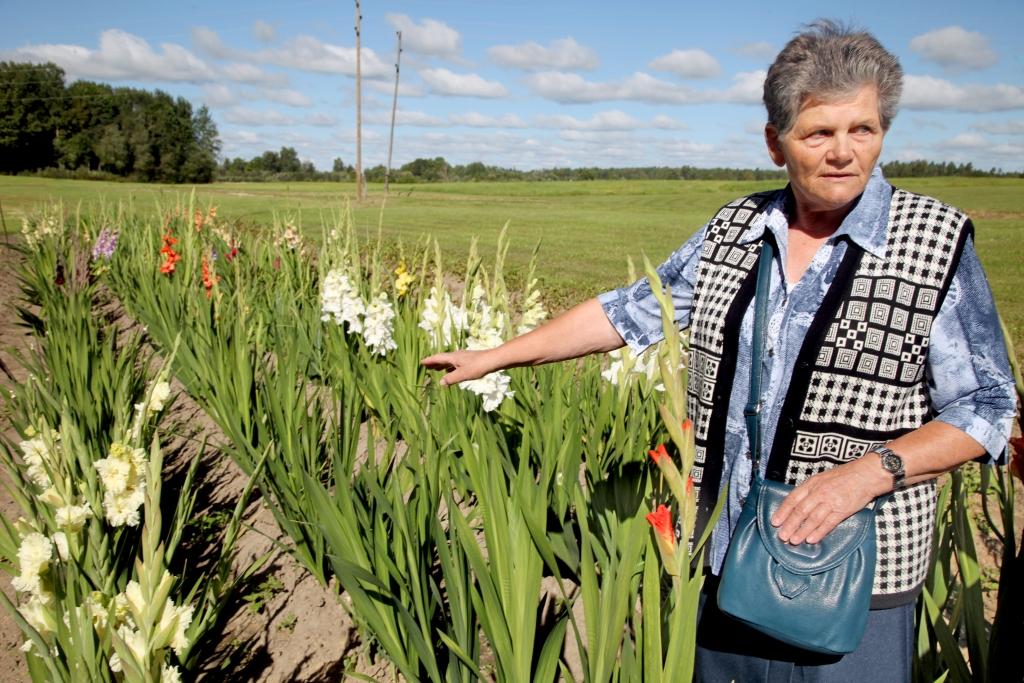 Ar gladiolām pusgadsimta garumā