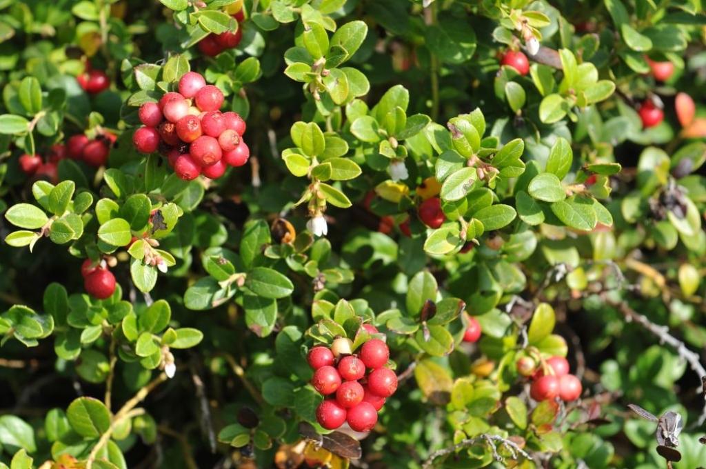 Kā top?: Sulas uzņēmumā Very Berry