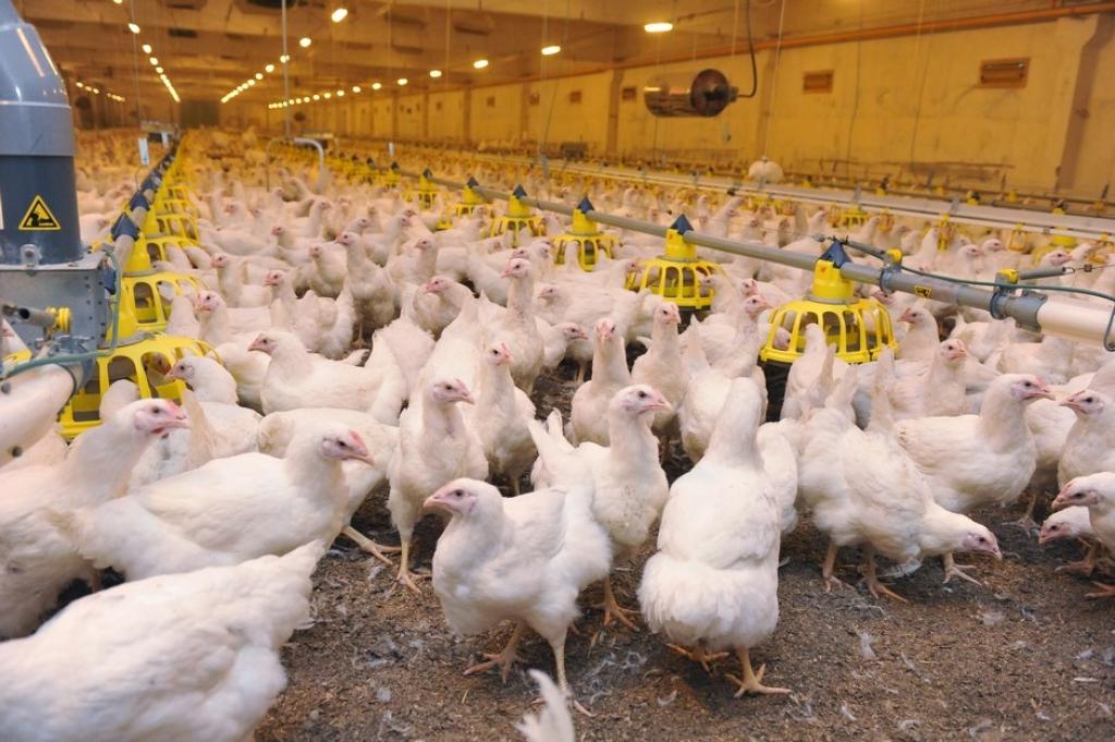 Kā top?: Marinēti vistas gaļas produkti Putnu fabrikā Ķekava