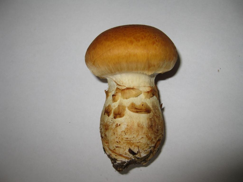 Šogad mūsu mežos  maz sēņu