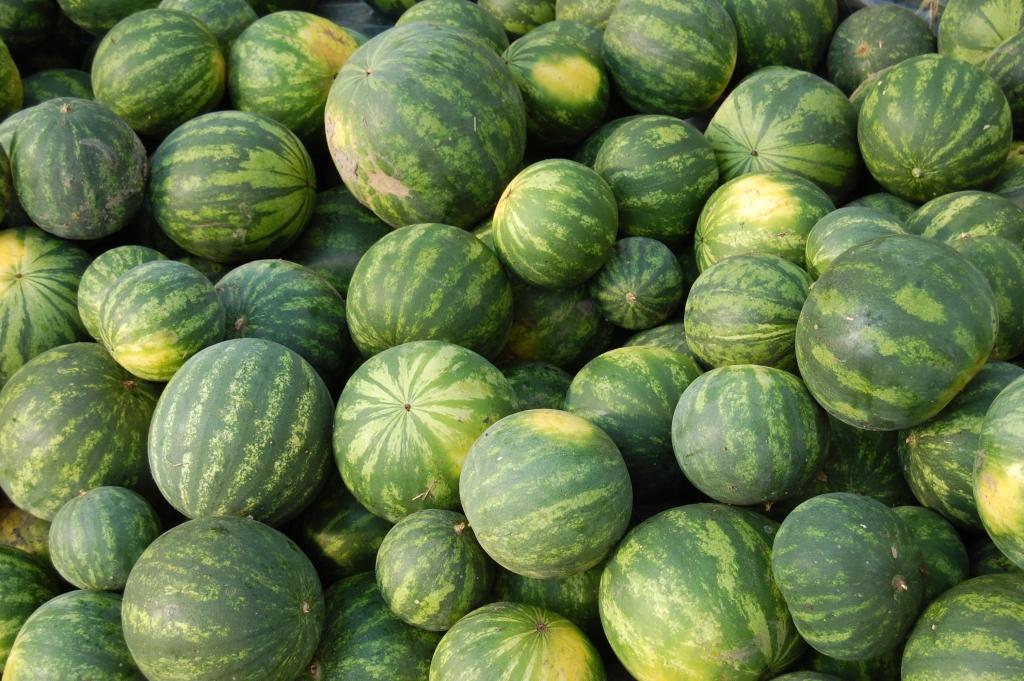FOTO: Veikalu plauktos nonāks trīs tonnas Latvijā audzētu arbūzu