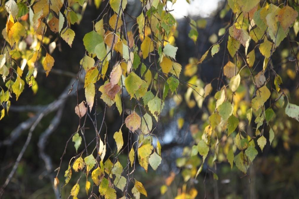 Rudens Galgauskā