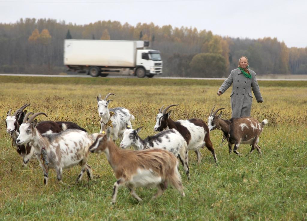 Kazas neļauj saimniekam slinkot