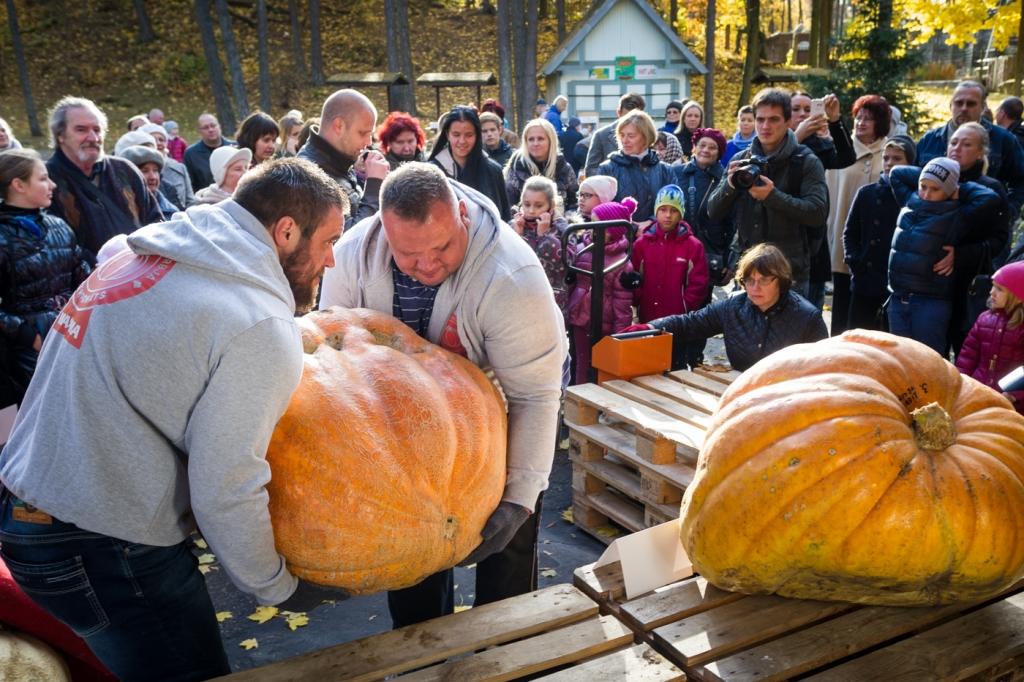 FOTO: Latvijas lielākais ķirbis šogad izaudzēts Jaunokrā