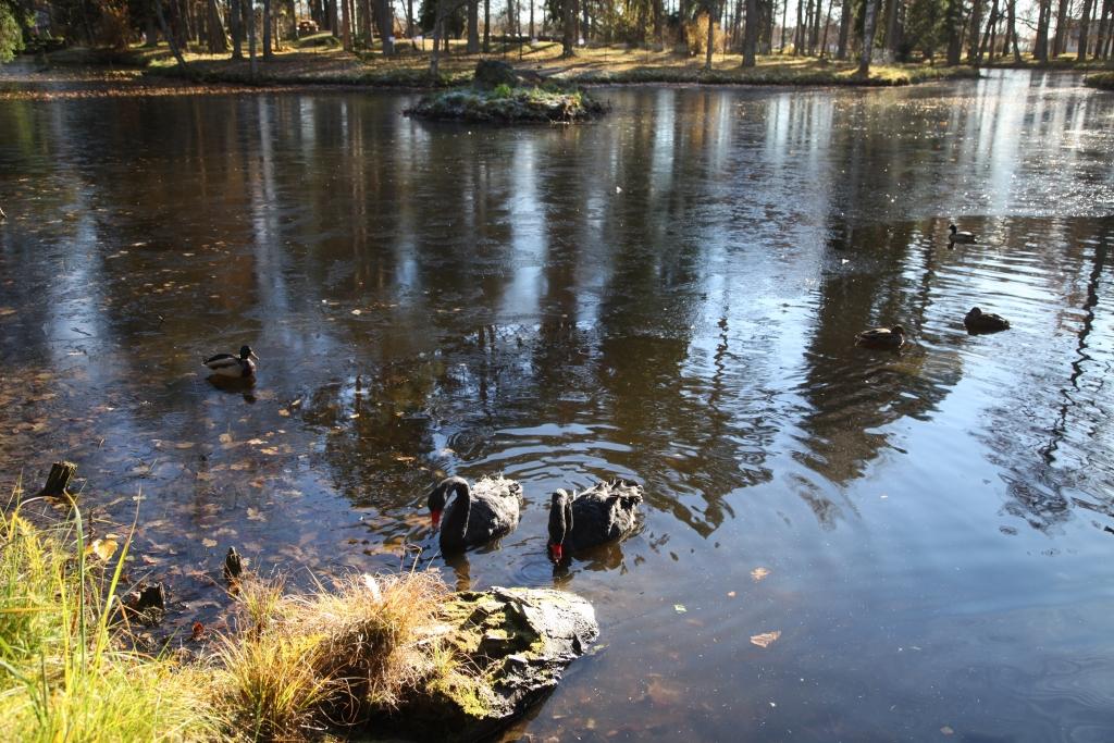 Melnie gulbji prot maskēties