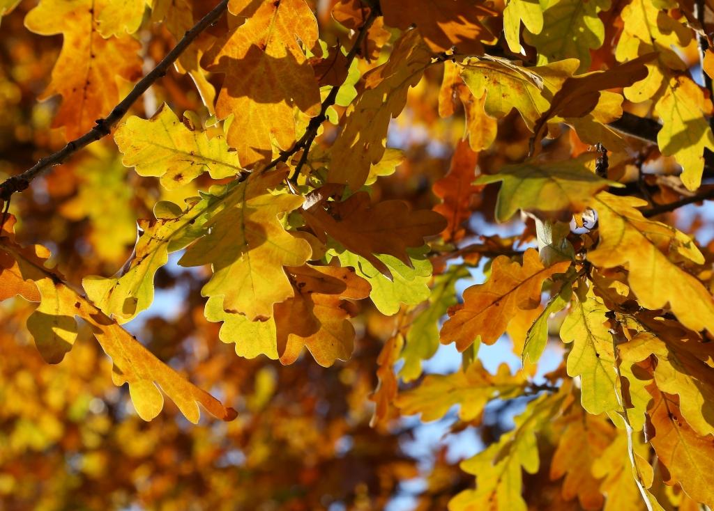 Rudens zelts noder arī tomātu audzēšanai