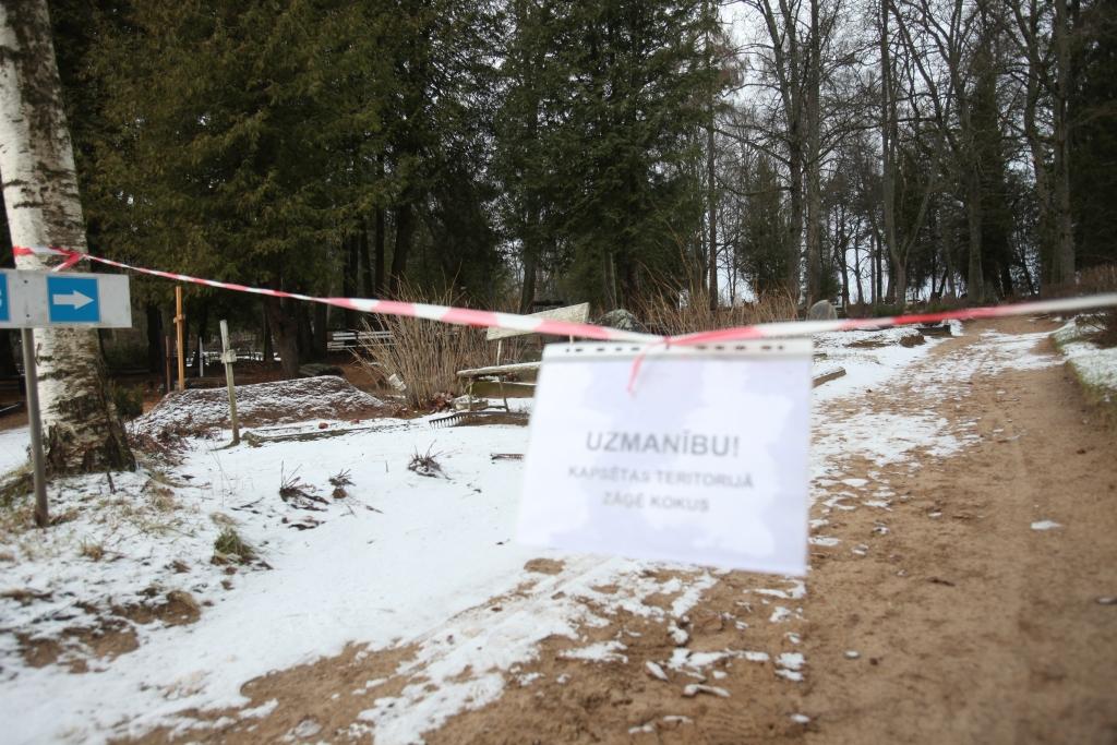 Gulbenes veco kapu teritorijā atbrīvojas no bīstamiem kokiem 