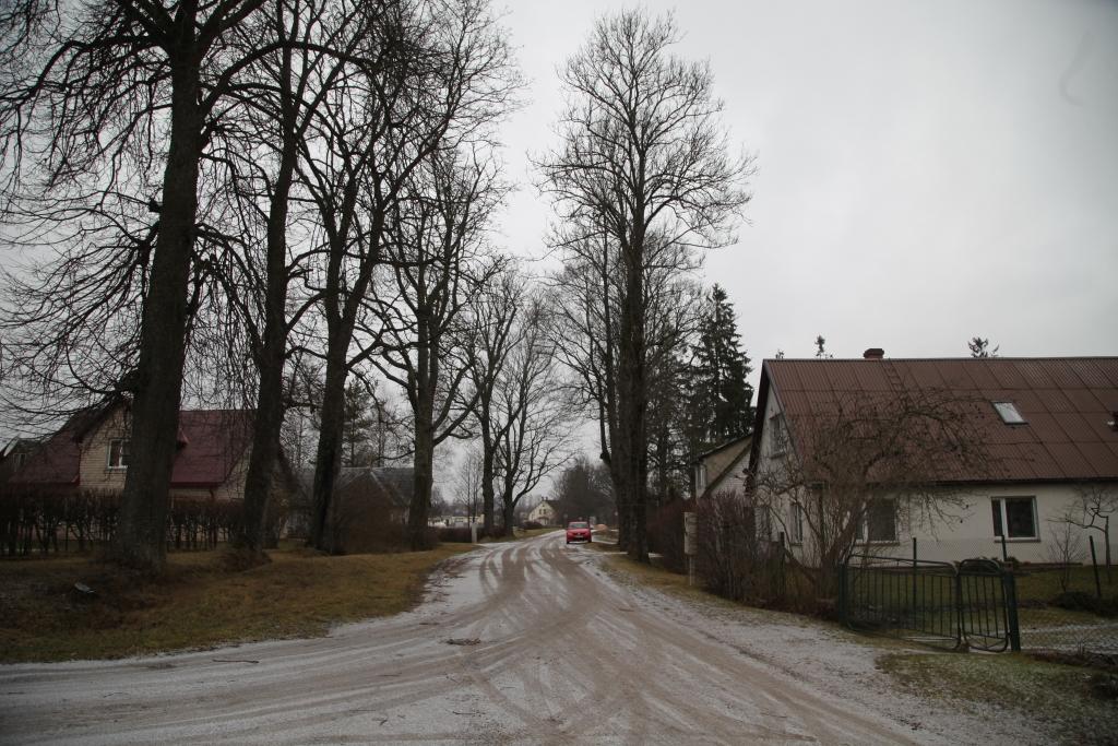 Raiņa ielas veco koku aleju nezāģēs