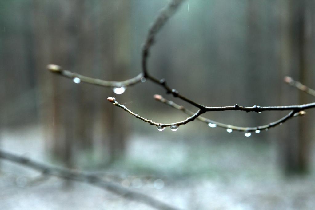 Gandrīz visur Latvijā jau pārspēti 23.decembra siltuma rekordi