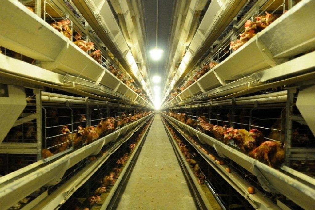 Balticovo par 4 miljoniem eiro vēlas iegādāties būru baterijas jaunputnu audzēšanai