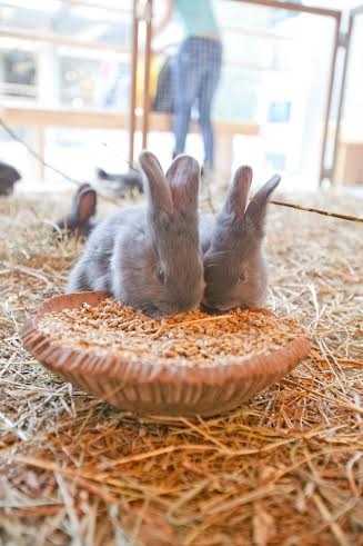 Lieldienu brīvdienās “Valletā” būs apskatāmi iepriekš neredzētu šķirņu truši