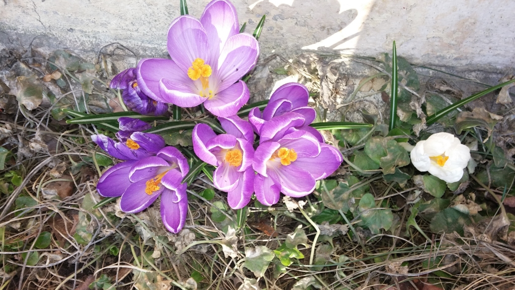 Krietni siltāks – tikai aprīļa beigās
