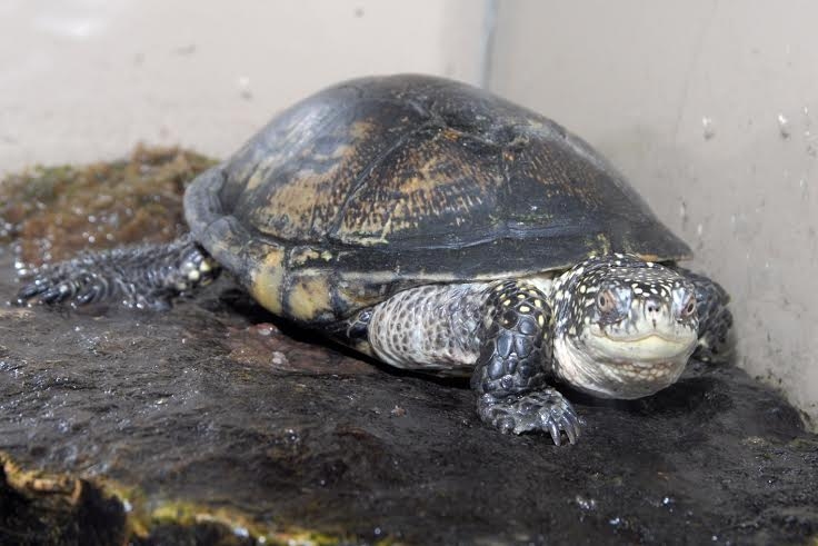 Rīgas Zooloģiskajā dārzā - Latvijas abinieku un rāpuļu dienas