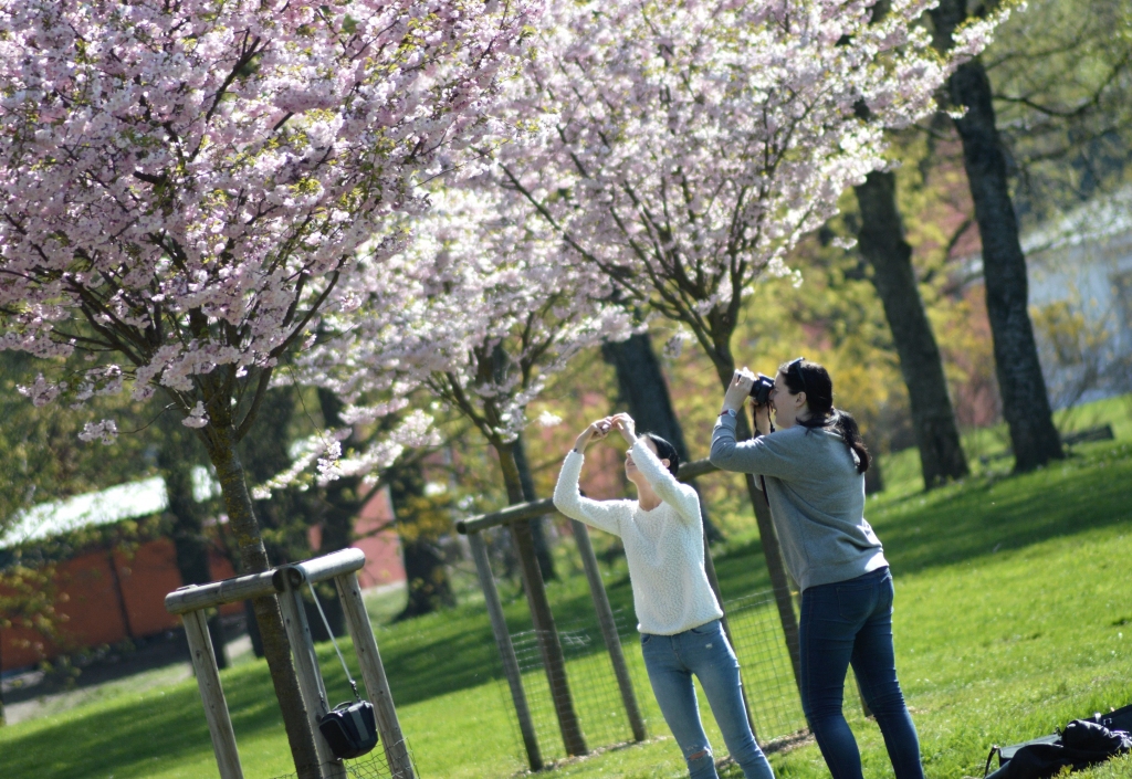 FOTO: Uzvaras parkā krāšņi zied sakuras