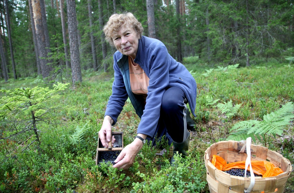 Melleņu sezona pilnā sparā